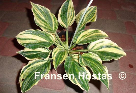 Hosta Brave Attempt