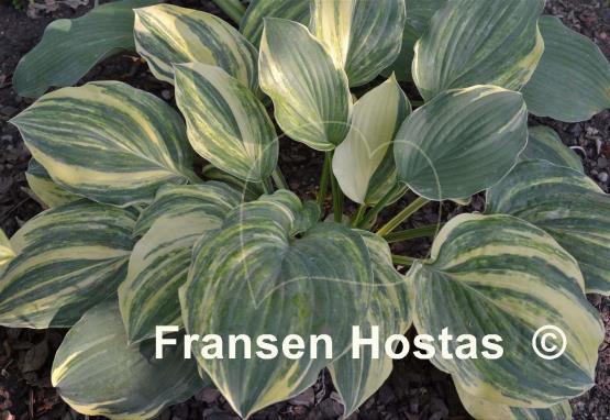 Hosta Brave Attempt