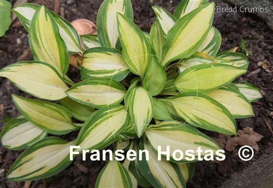 Hosta Bread Crumbs