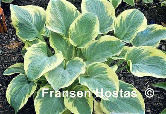 Hosta Breakwater