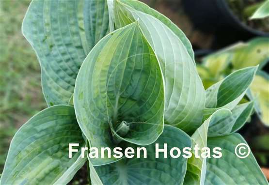 Hosta Breeder's Love