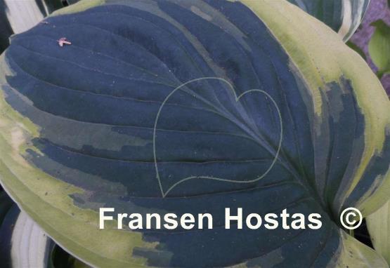 Hosta Breeder's Choice