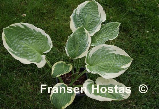 Hosta Breeder's Edge