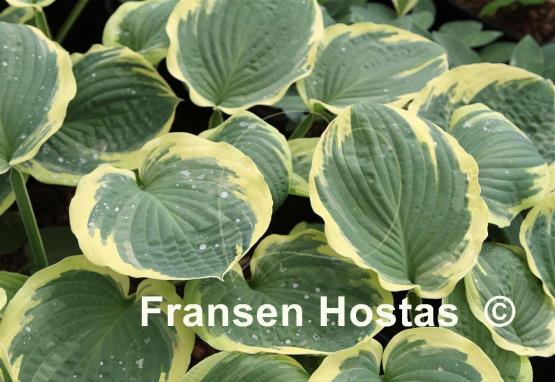 Hosta Breeder's Edge