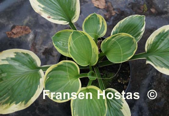 Hosta Breeder's Edge
