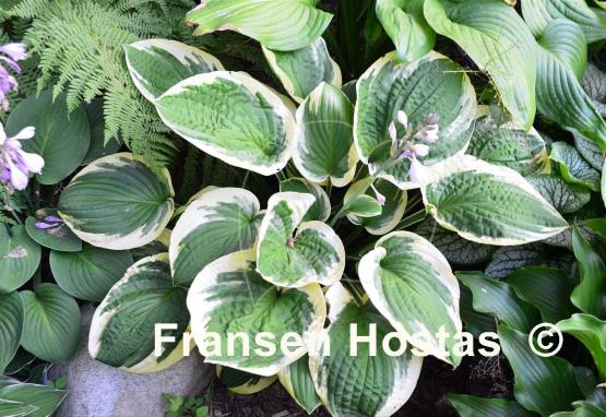 Hosta Breeder's Edge