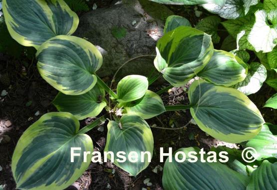 Hosta Breeder's Edge