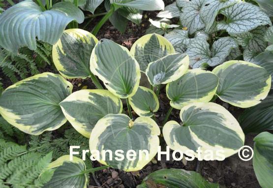 Hosta Breeder's Edge