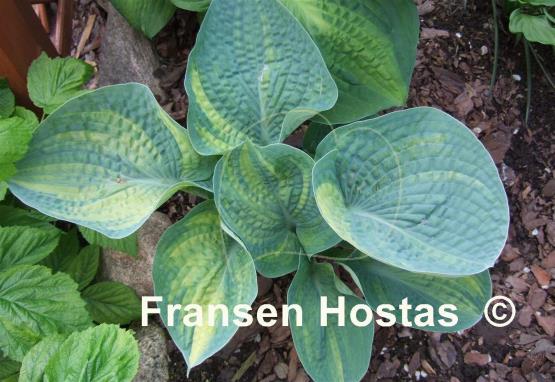 Hosta Breeder's Love