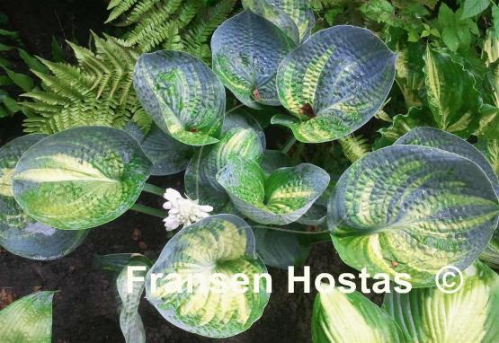Hosta Breeder's Love