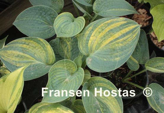 Hosta Breeder's Love
