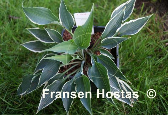 Hosta Brentwood Blues