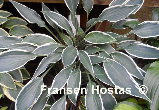 Hosta Brentwood Blues