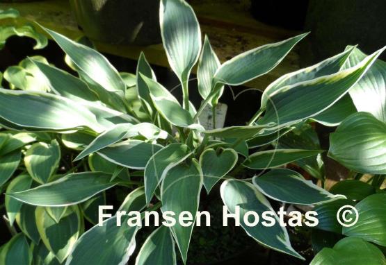Hosta Brentwood Blues