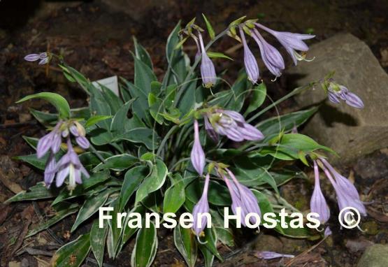 Hosta Brentwood Blues