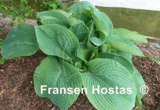 Hosta Bressingham Blue