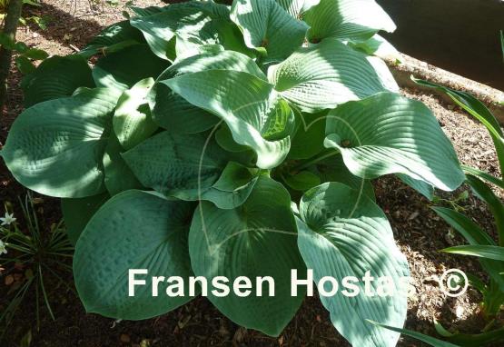 Hosta Bressingham Blue