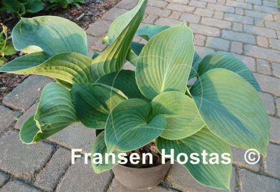 Hosta Bressingham Blue