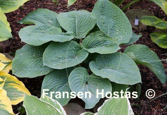 Hosta Bressingham Blue