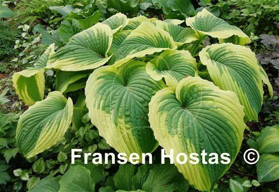 Hosta Bridal Falls
