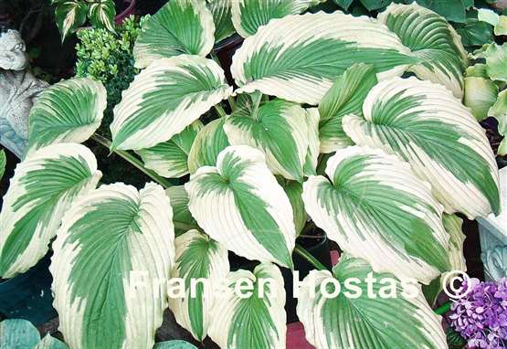 Hosta Bridal Falls
