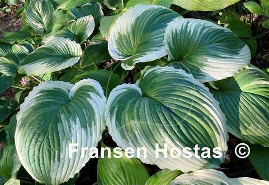 Hosta Bridal Falls