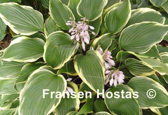 Hosta Bridal Veil