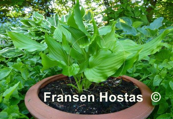 Hosta Bridegroom