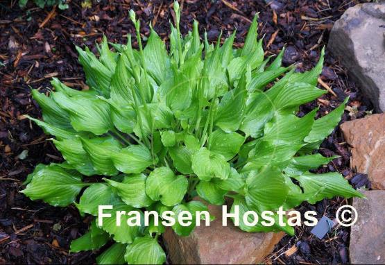 Hosta Bridegroom