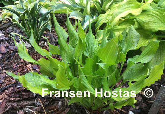 Hosta Bridegroom
