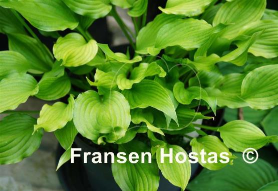 Hosta Bridegroom