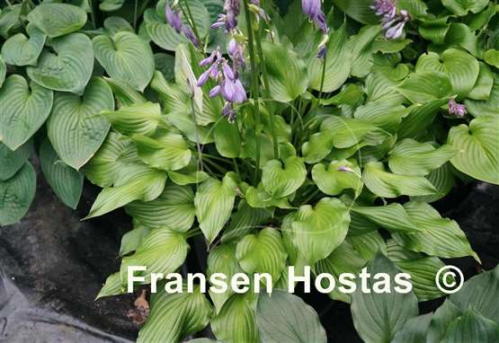 Hosta Bridegroom