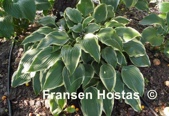 Hosta Bridgeville