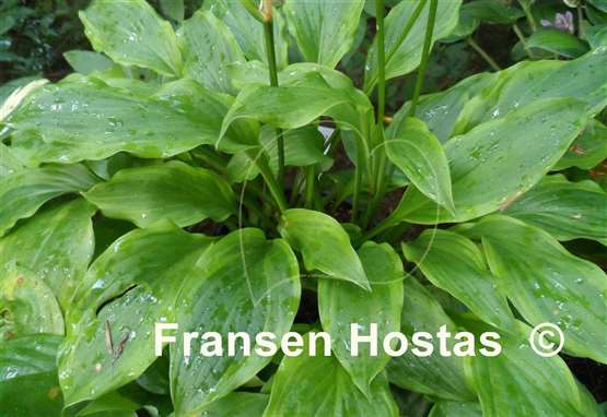 Hosta Bridgeville