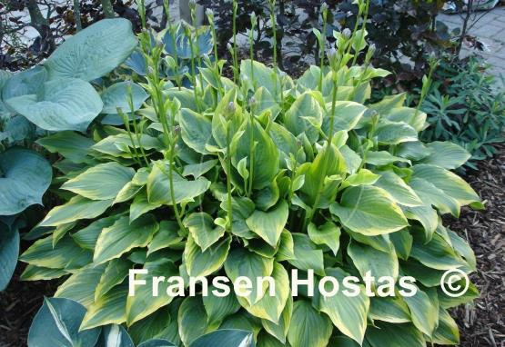 Hosta Bridgeville