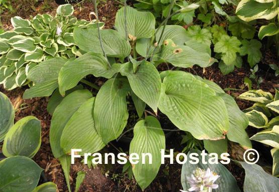 Hosta Brigadier