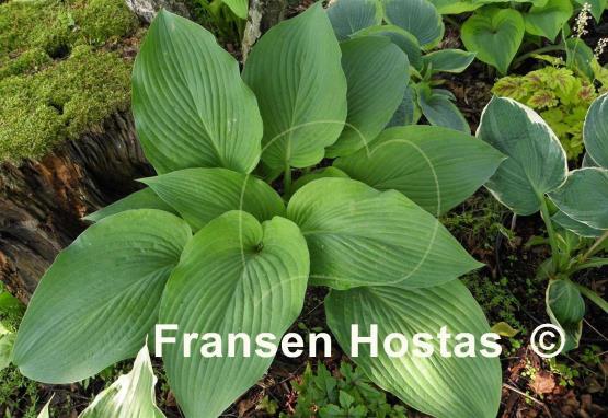 Hosta Brigadier