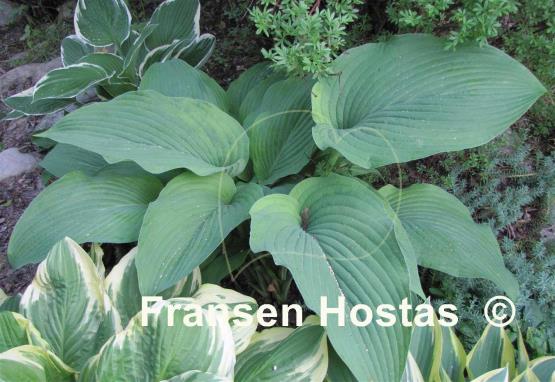 Hosta Brigadier
