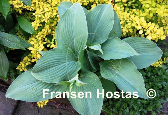 Hosta Brigadier