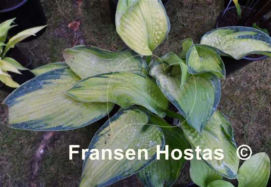 Hosta Bright Lights