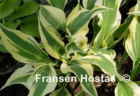 Hosta Bright Star
