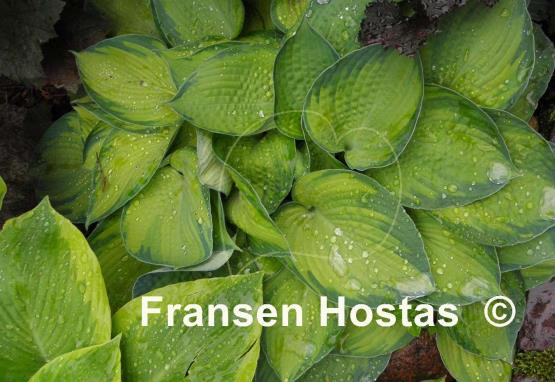 Hosta Bright Lights