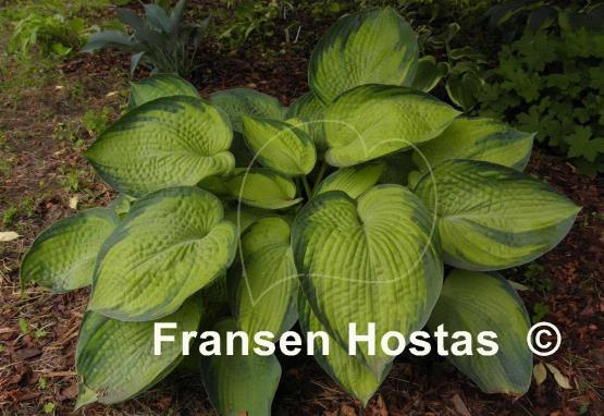 Hosta Bright Lights