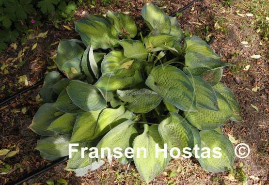Hosta Bright Lights