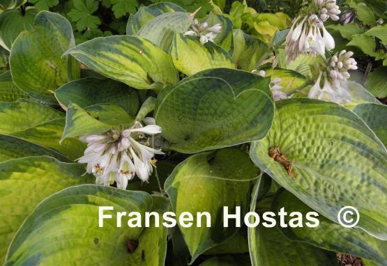 Hosta Bright Lights