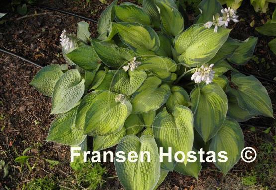 Hosta Bright Lights