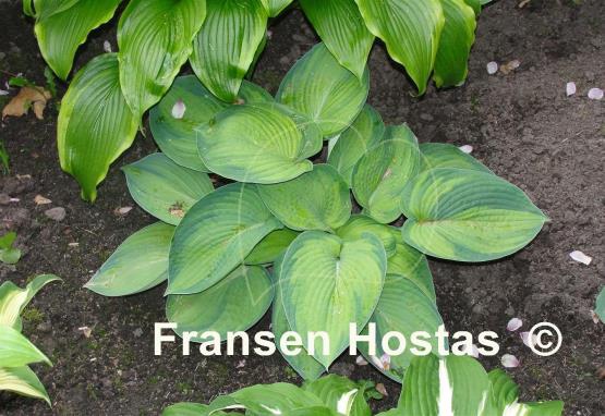 Hosta Bright Lights
