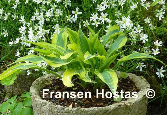 Hosta Bright Star