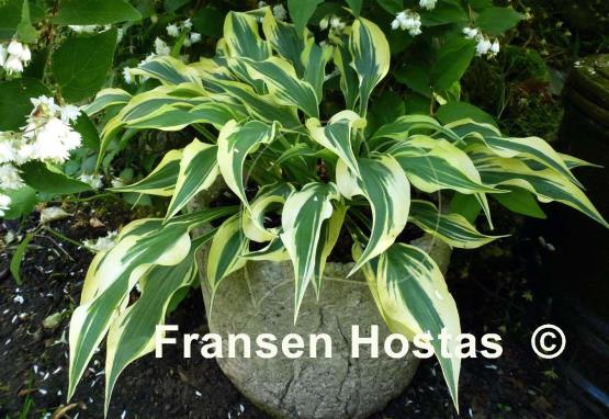 Hosta Bright Star