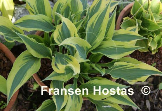Hosta Bright Star